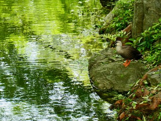 公園の池と水辺の鴨
