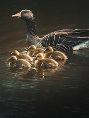 Gänse Familie im Wasser