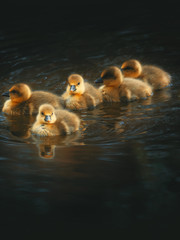 Küken Familie