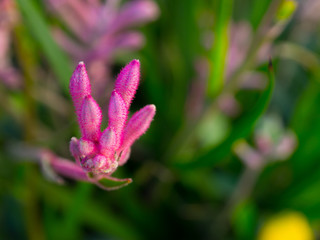Fototapeta na wymiar Selective focus of Pink Kangaroo Paw Flowers belong to the genus Anigozanthos in a spring season at a botanical garden.