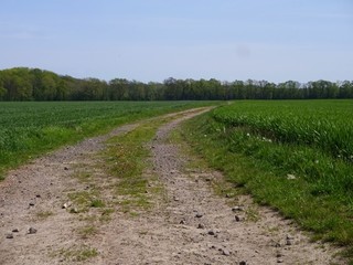 Fototapeta na wymiar Dirt road between two fields in May