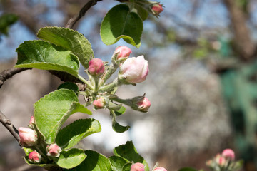 Apple pre bloom with green leaf. Spring seasone theme. Close up shot.