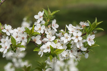 Cherry branch in a beautiful white blooming.