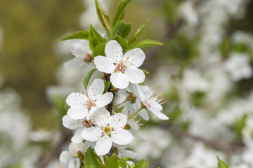 Cherry branch in a beautiful white blooming.