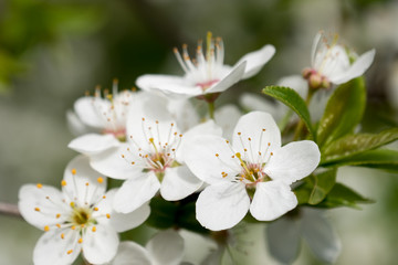 Naklejka na ściany i meble White cherry flowers spring bloom. Close up artistic shot
