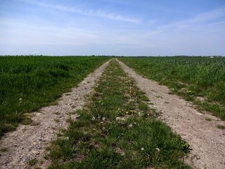 Fototapeta na wymiar Dirt road between two fields in May