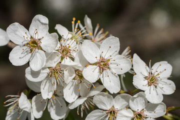 Cherry branch in a beautiful white blooming.