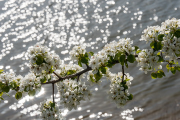 White pear bloom with green leaf with river on the background.