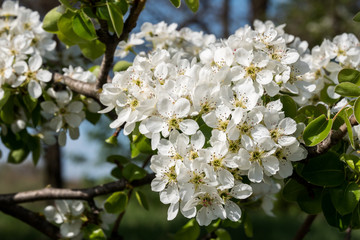 Pear branch in a beautiful white blooming.