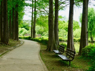 日本の公園の小道とベンチ