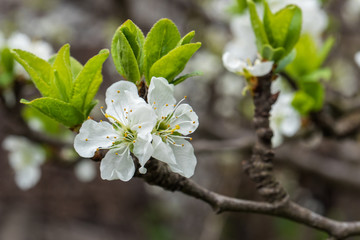 Plum branch in a beautiful white blooming.