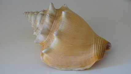 Caracol de agua