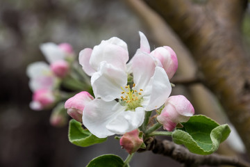 Apple branch in a beautiful blooming.