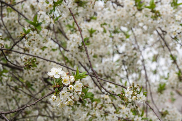Cherry branch in a beautiful white blooming.