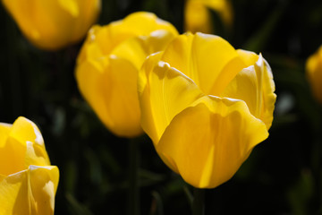 Beautiful bouquet of tulips nature background.