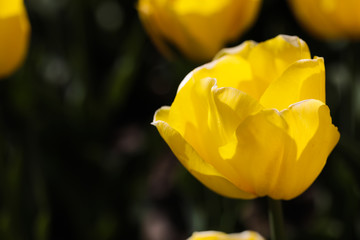 Beautiful bouquet of tulips nature background.