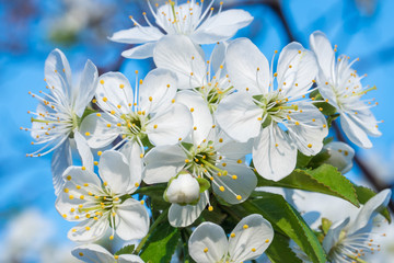 White cherry flowers spring bloom with blue sky on background. Close up artistic shot