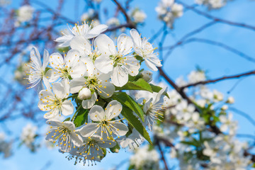 White cherry flowers spring bloom with blue sky on background. Close up artistic shot