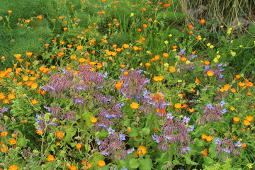 In spring wild borage and calendula blooming at wayside in Siciliy, Italy