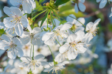 Cherry branch in a beautiful white blooming.