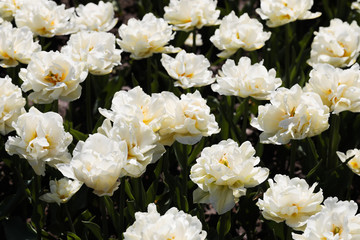 Beautiful bouquet of tulips nature background.
