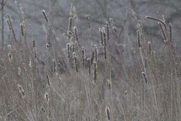 bullrushes in winter