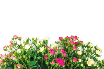 bouquet of small colored roses on a white background - Image