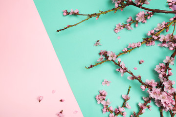 Peach blossom on pastel colour background. Fruit flowers.
