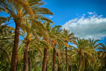 Fototapeta premium Beautiful tropical palm trees against the blue sky.