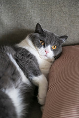 Cute british shorthair cat lying on the couch