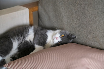 Cute british shorthair cat lying on the couch