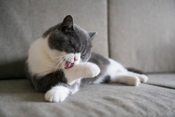 British shorthair licking his paw