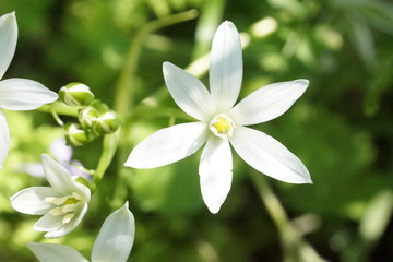 Obraz na płótnie Canvas White flower