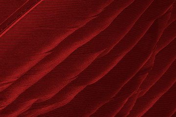 Beautiful red feather pattern texture background 