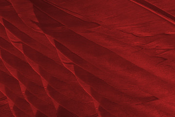 Beautiful dark red maroon feather pattern  texture background