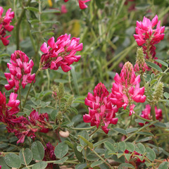 French honeysuckle (Hedysarum coronarium) a common  animal fodder plant in Sicily