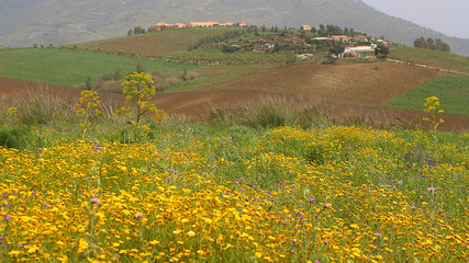 Wild flower meadow with giant fennel and dwelling on the hill (Segesta, Sicily)