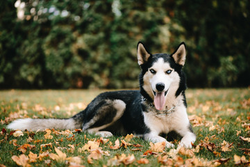 Naklejka na ściany i meble Dog breed Siberian Husky walks in autumn park
