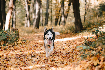 Siberian Husky runs in autumn park