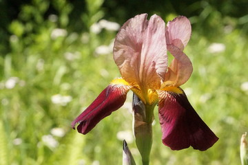 German iris purple