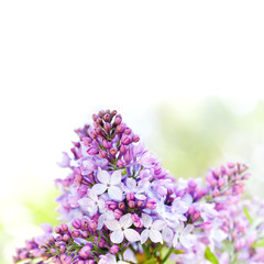 Spring nature poster template. Blossoming Syringa vulgaris lilacs bush. Beautiful springtime floral background with bunch of pink purple flowers. lilac blooming plants on white. copy space