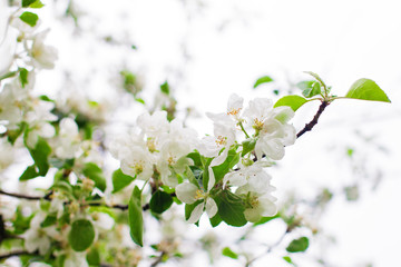 Spring flowers and green leaves background