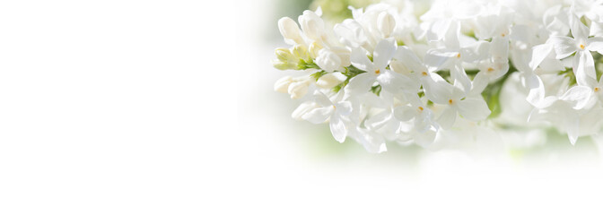 Spring nature background. Blossoming common Syringa vulgaris lilacs bush white cultivar. Springtime landscape with bunch of tender flowers. lily-white blooming plants, copy space