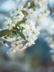 Beautiful cherry blossoms. Spring garden. Spring colors