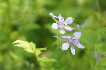Violet flower
