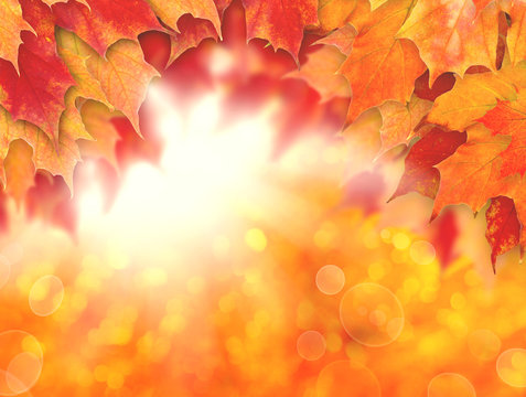 Colorful autumn background. Fall leaves and abstract sun light