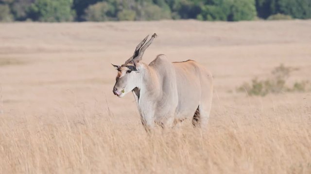 a slow motion clip of a common eland bull standing at masai mara game reserve in kenya, africa- originally recorded at 180p