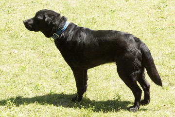Labrador retriever is standing