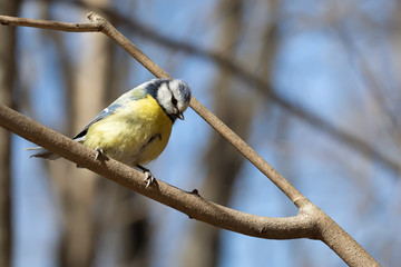 Blue tit songbird sitting on the tree branch. Shallow depth of field