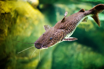 Pseudoplatystoma tigrinum fish, the tiger sorubim long whiskered catfish. Beautiful exotic predator fish against blurred background